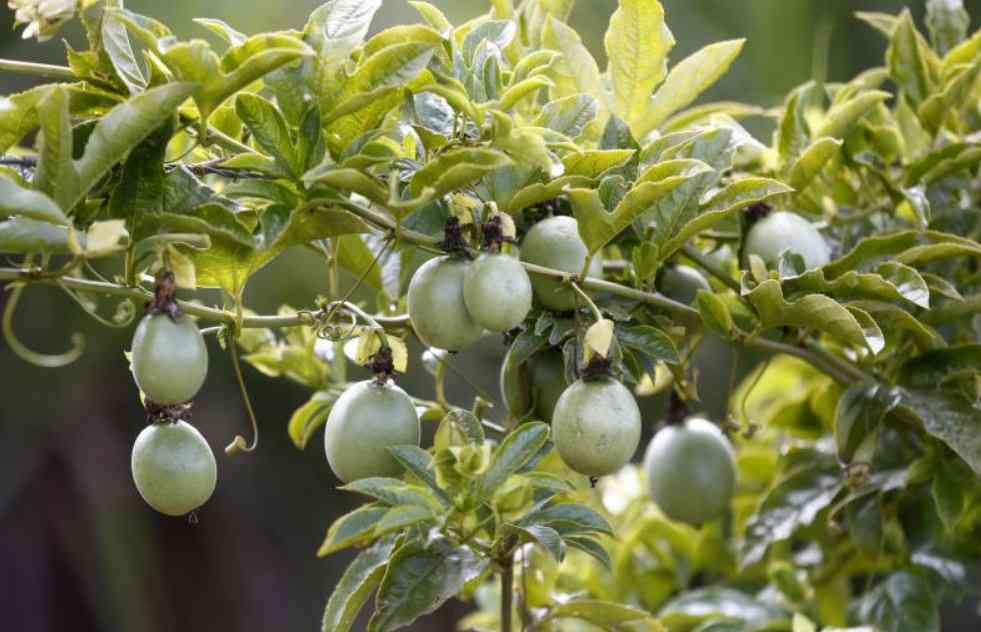 Making agriculture 'cool' again: How to win the youth back into big farming