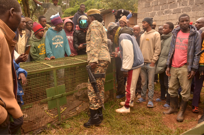 KWS moves in to save villagers from hyenas