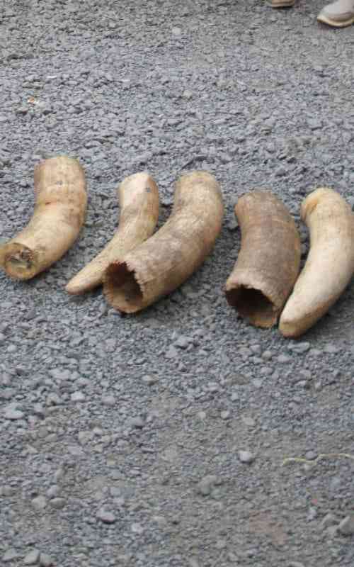 Three police officers arrested with elephant tusks worth Sh2.5 million