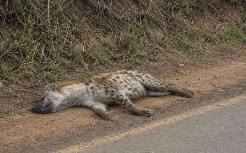Rongai residents cautioned once again, after a dead hyena was discovered by the roadside