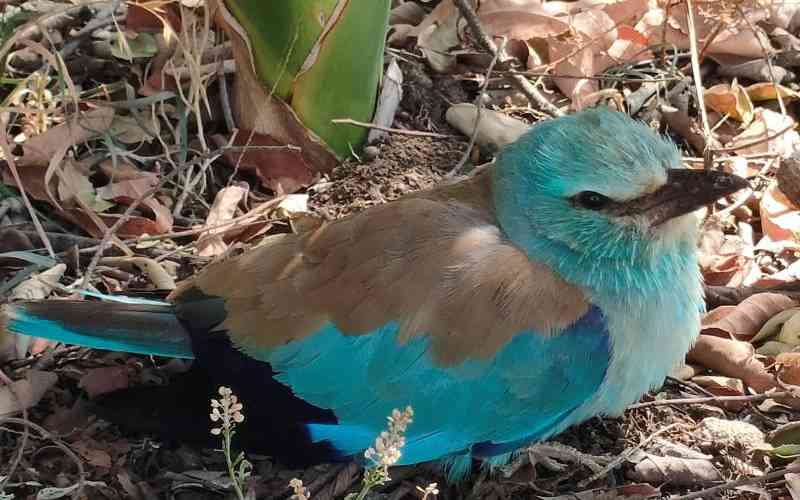Why Siaya villages have become stopover points for migratory birds from Europe