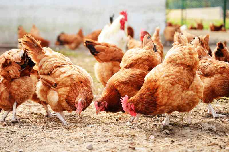 Poultry farm-to-fork food safety strategies