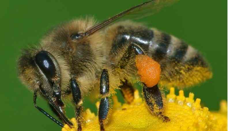 Beekeepers set to benefit from Sh100m financing