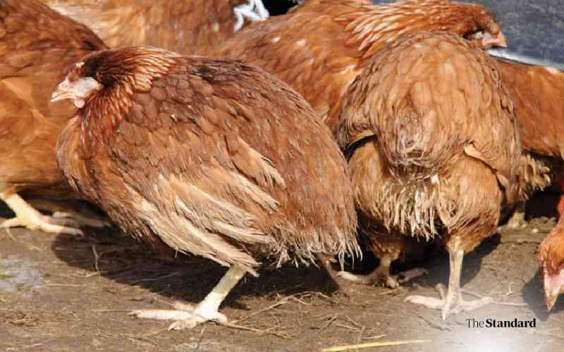 Why ventilation is key in poultry rearing