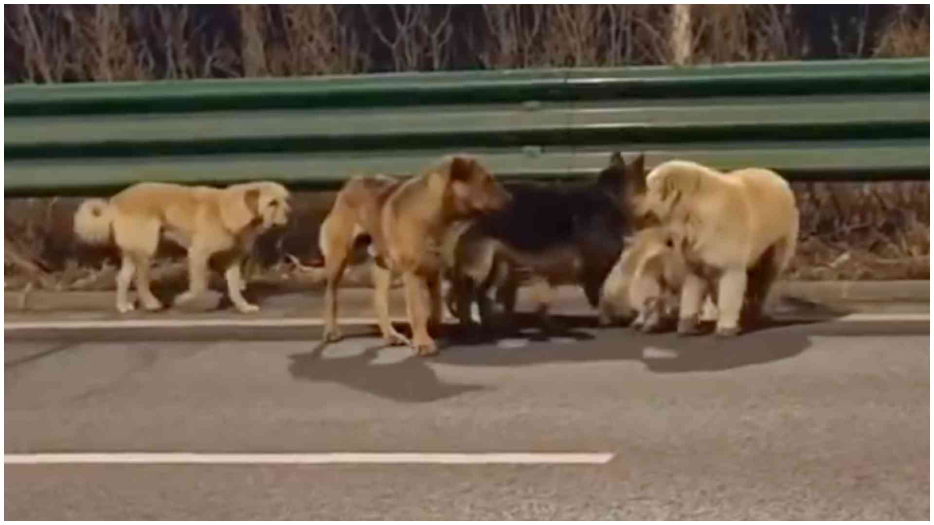 Viral dog escape video debunked, truth behind Chinese highway clip