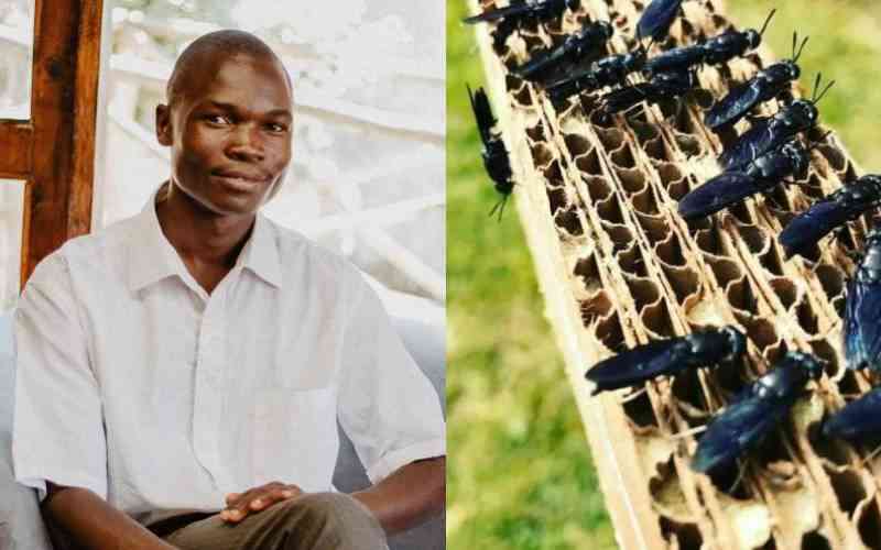Black soldier fly is my gold, says farmer
