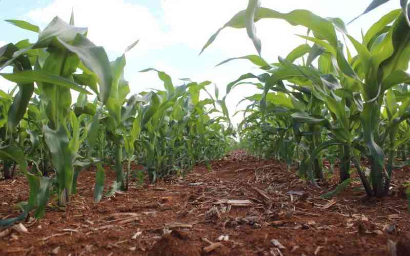 Why Kenya must rethink how food systems are delivered