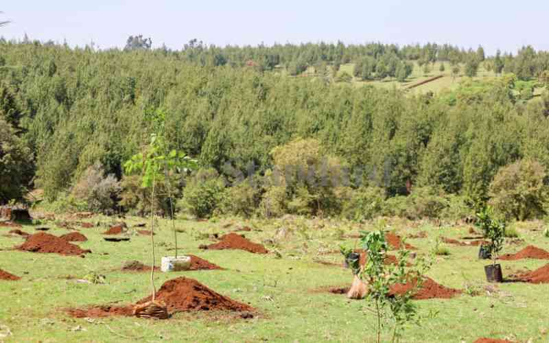 Scale up planting of tree seedlings, PS urges counties