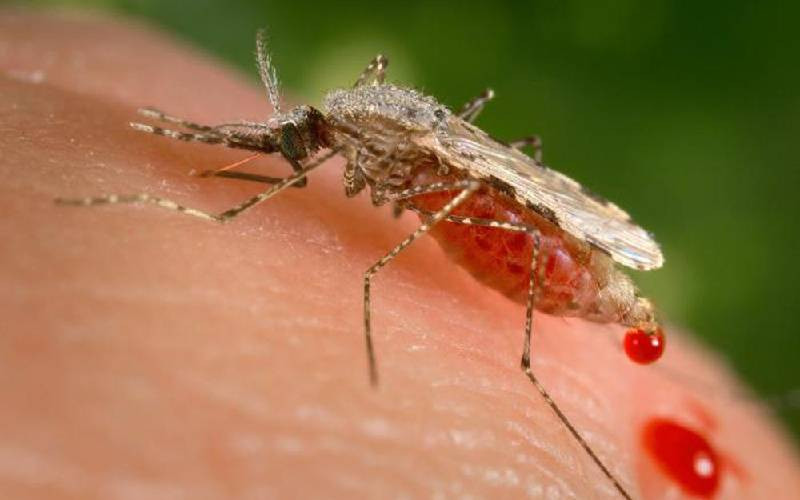 Invasive mosquitoes could unravel malaria progress in Africa