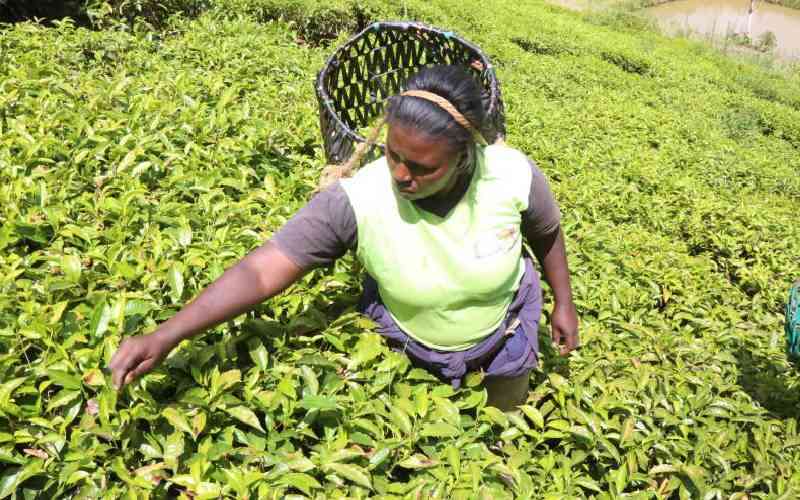 Tea farmers receive additional...