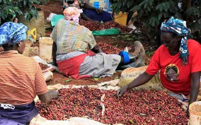 Farmers earn Sh755 million from coffee auction