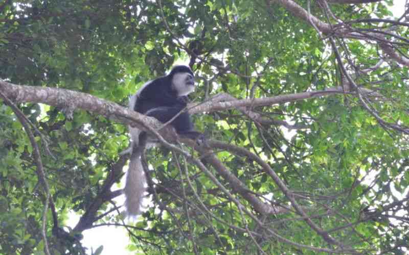 Monkey business: Luhya's secret primate delicacy now faces Mpox dilemma