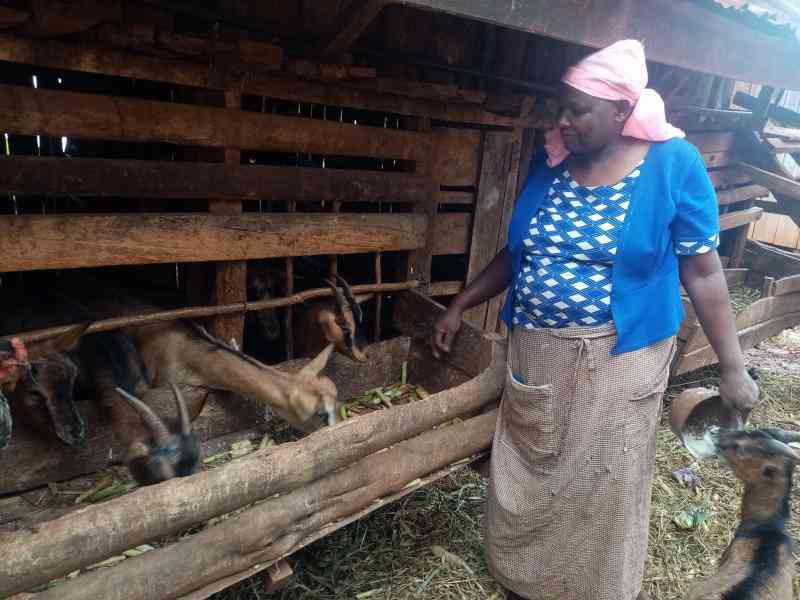 DAIRY goat farming changes Nye...