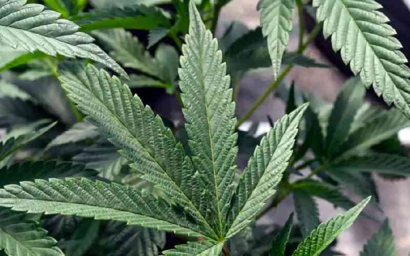 Cannabis a rare consensus issue ahead of US election