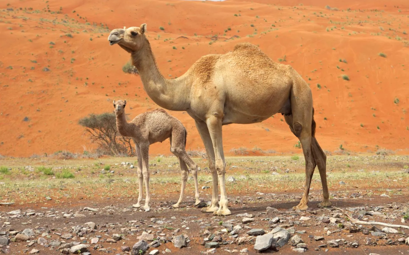 No camel, no peace: Nairobi woman sues ex-husband over unmet bride price