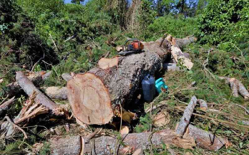 Lifting logging ban has exposed President's doublespeak