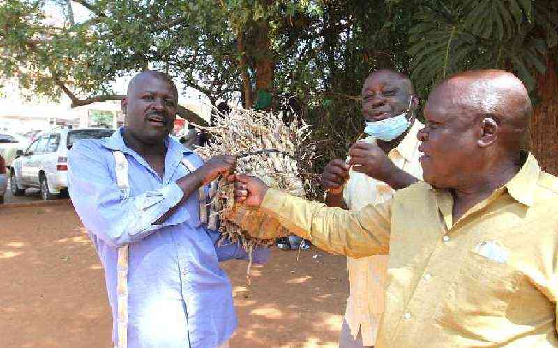 Shortage of mukombero herb hits western as traders turn to Uganda
