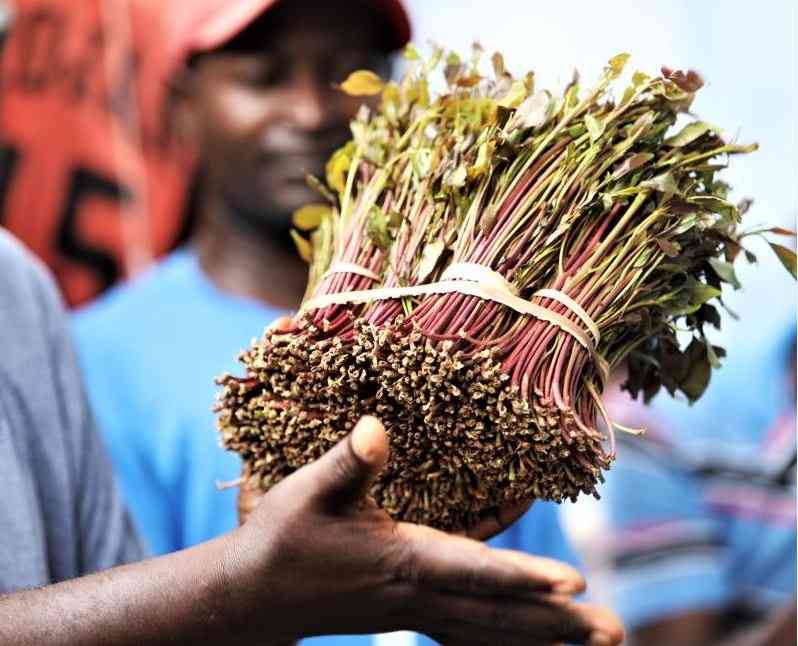 Why Miraa remains in Kenya's drugs law years after being legalised