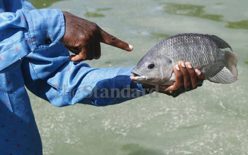 Fish eat fish: Why Baringo tilapia is disappearing