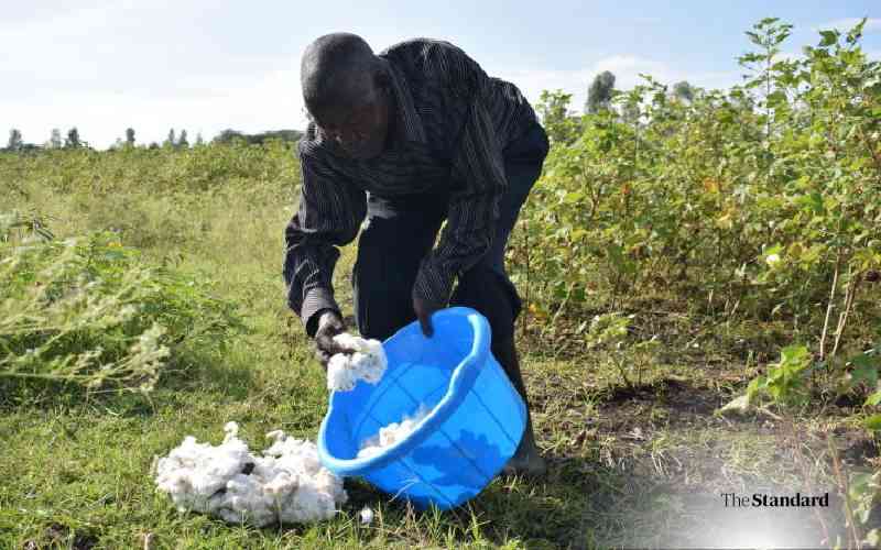 Agency moves to revive cotton farming in Siaya and Busia