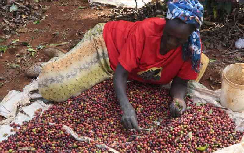 State to waive Sh6.9 billion owed by coffee farmers cooperatives