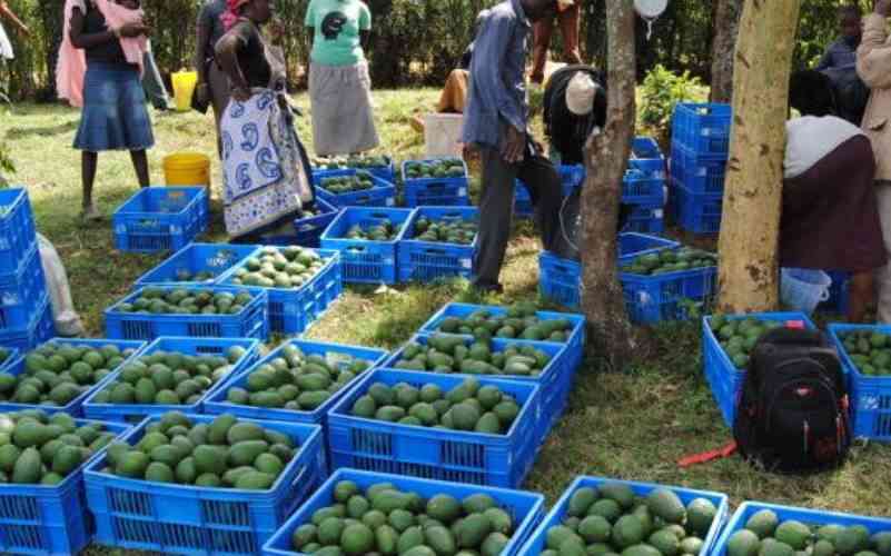 Avocado harvesting season to close on November 3