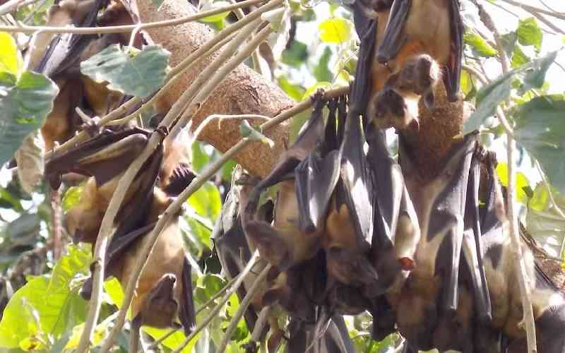 Agony of families as bats cause havoc in homesteads