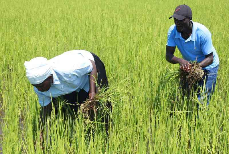 New Bismati variety takes Ahero rice fields by storm