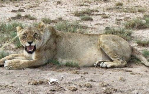 Teen injured by lioness hunting food for its cubs at Amboseli