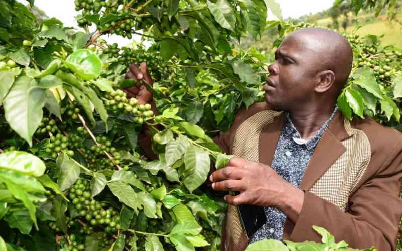 Bungoma farmers want coffee sector reforms fast-tracked