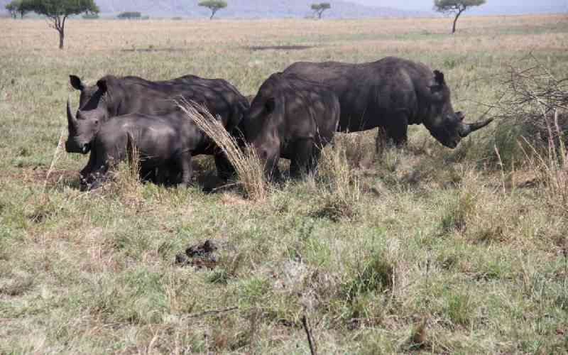 Wildlife census kicks off in Ruma National Park