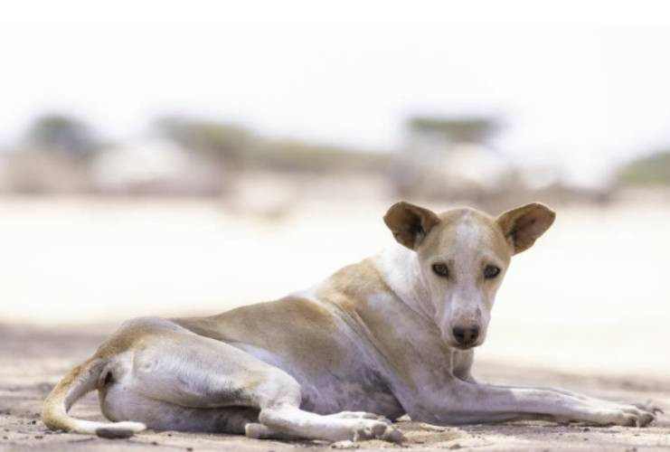 How unchecked breeding is driving Kenya's stray animal surge