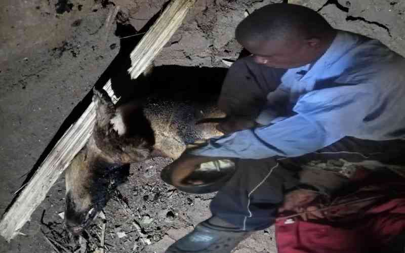 Kakamega man busted feasting on roasted neighbours' dogs