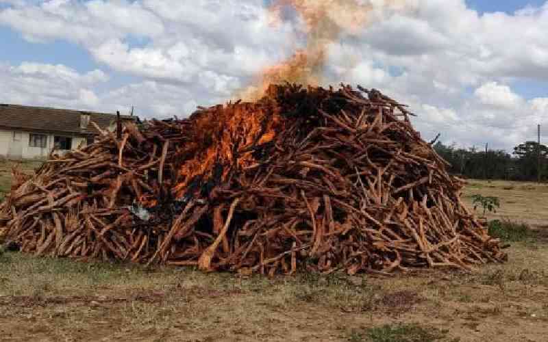 Sh32 million sandalwood destroyed as suspects await their day in court