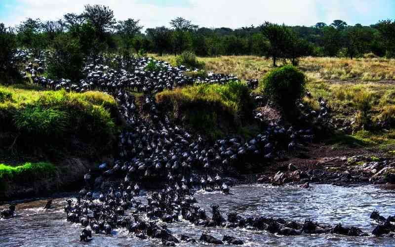 Experts push to save fragile Mara ecosystem