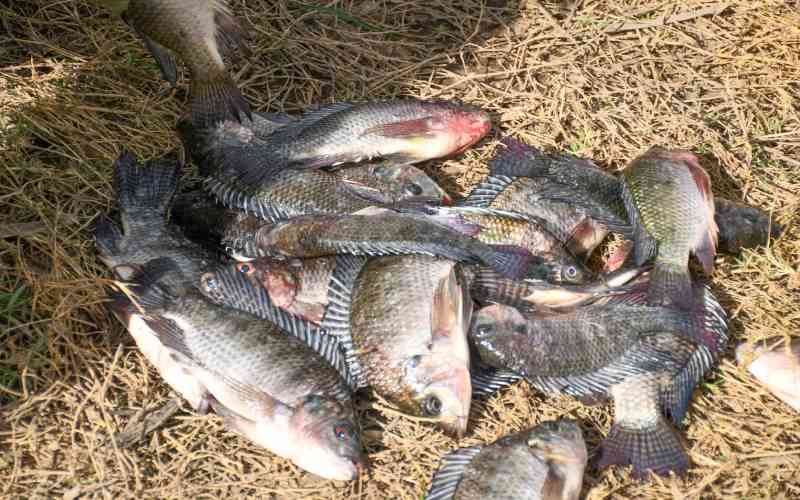 To eat or not to eat? The science and politics of Lake Nakuru fish