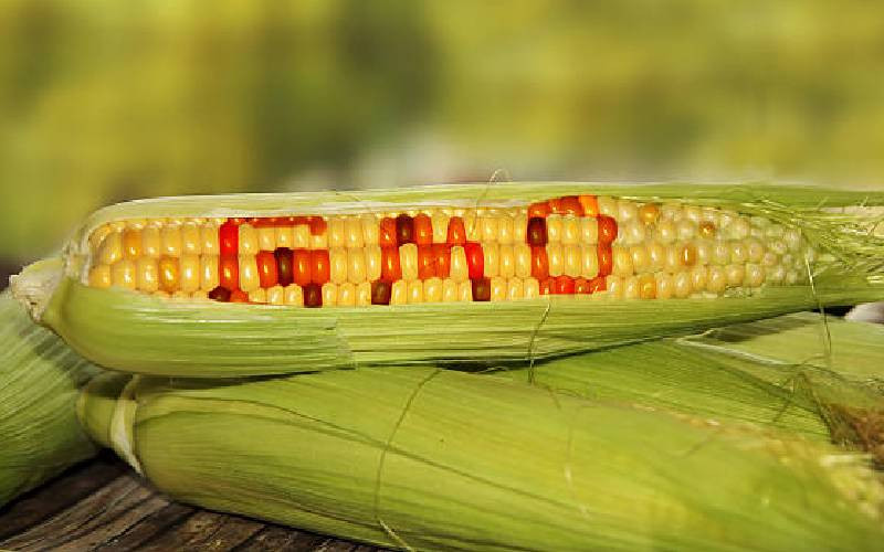 Politics of maize is historical and GMO debate isn't about to let it die