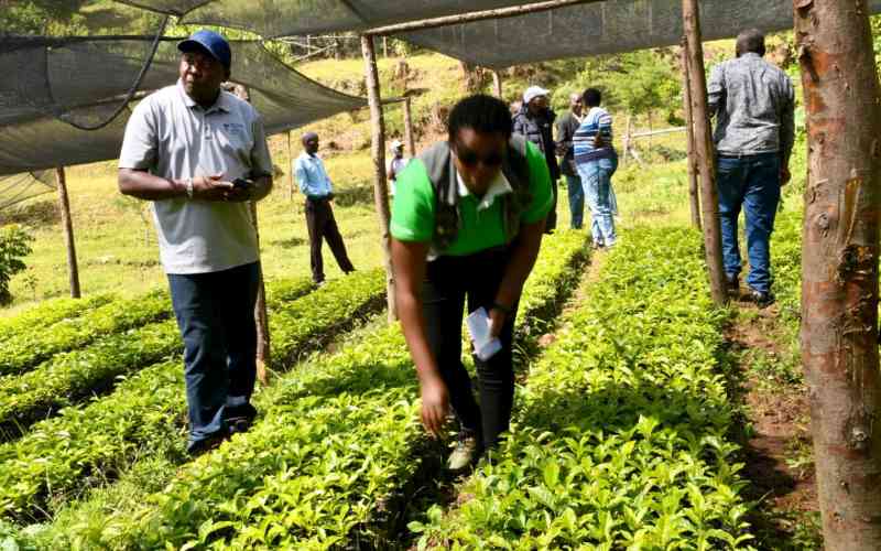 How farming is taming banditry in volatile Kerio Valley