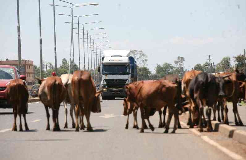 Bondo municipality to impound, auction animals roaming in the town