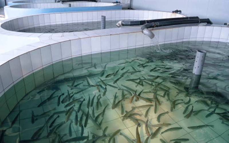 KMFRI decries lack of quality marine fish feeds, funding