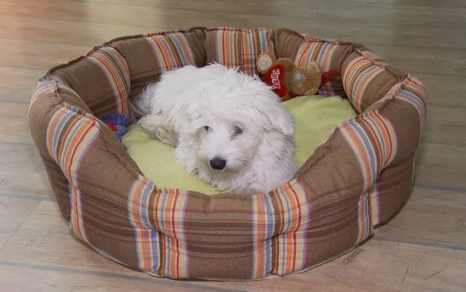 Mary Wambua: How pet bed business is earning me good money