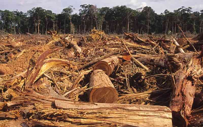 Unbridled deforestation poses a major threat to medicinal plants