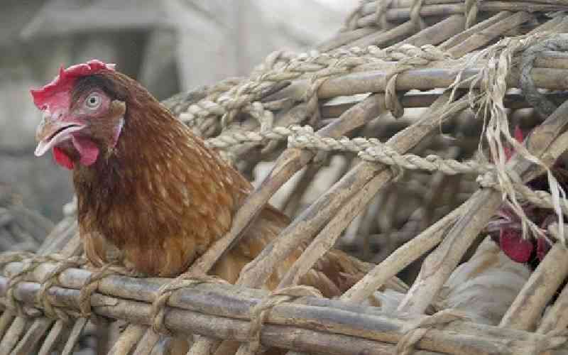 Human cases of bird flu 'an enormous concern': WHO