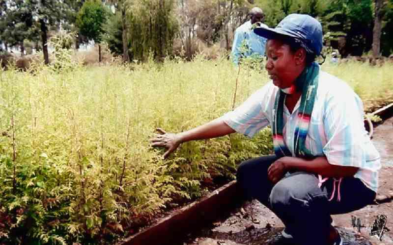 Christine Wangari: A woman's dream for a green Nairobi