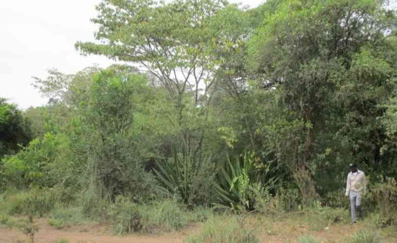 Kenya Forest Service denies land grabbing allegations