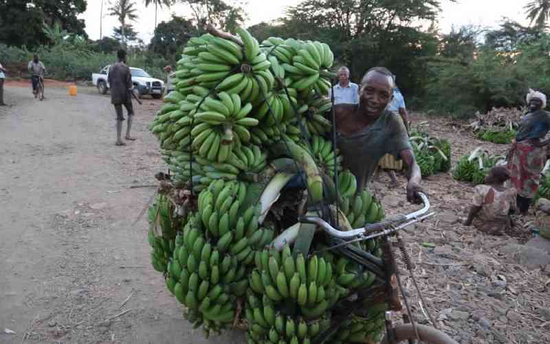 Varsity unveils Sh10m lab to boost banana farming in Taita Taveta