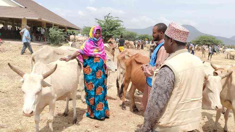 Insurance shield for pastoralists as drought bites