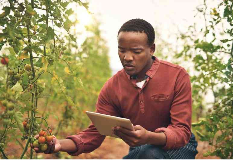 Three bets African leaders must make after elections to deliver for farmers