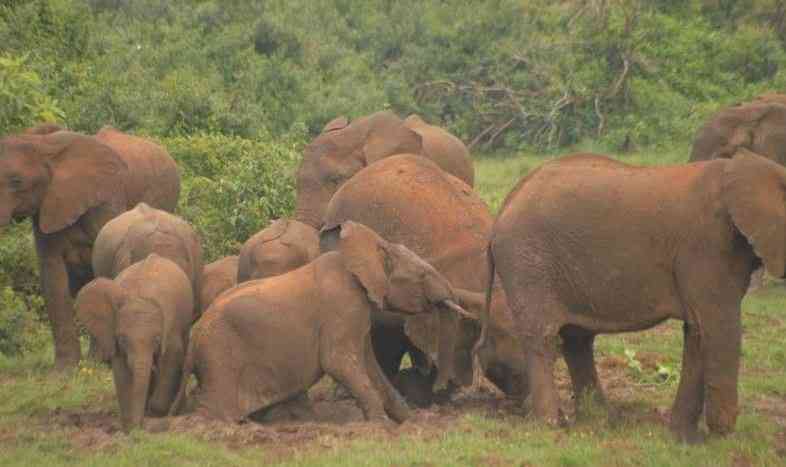 Thrill of seeing an elephant translocation