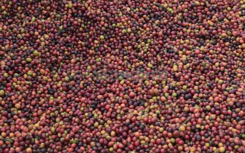 Global buyers troop to Nyeri for coffee expo